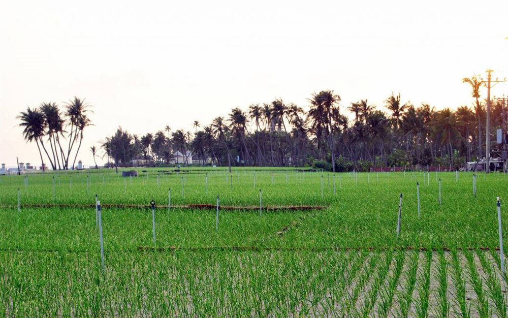 Lịch sử và danh tiếng