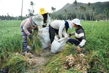 Kỹ thuật bảo quản sản phẩm củ tỏi